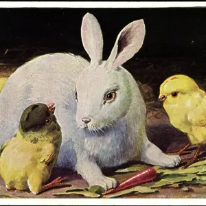 Congratulations Easter, Easter Bunny with Chick Congratulations Easter, Easter Bunny with Chick
