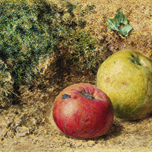 The Contrast - Red and Green Apples, c. 1860 (w / c on paper)