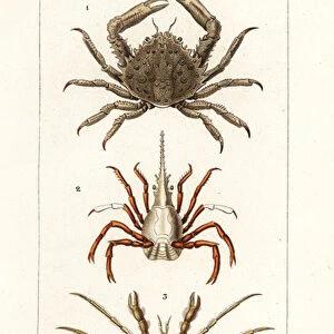 Coral clinging crab, arrow crab and Leachs spider crab