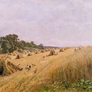 Cornfield Harvest (oil on canvas)
