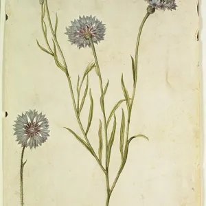Cornflower: Centaurea cyanus, c.1568, by J.le Moyne de Morgues (c.1530-88) Cornflower: Centaurea cyanus, c.1568, by J.le Moyne de Morgues (c.1530-88)