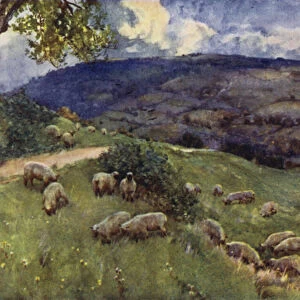 A Cotswold Sheep Pasture (colour litho)