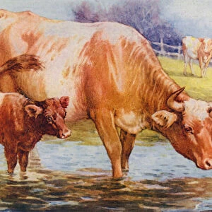 Cows and calf (colour litho)