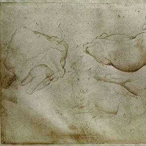 Two cows and a juniper, 15th century (drawing)