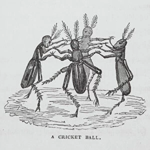 A Cricket Ball (engraving)