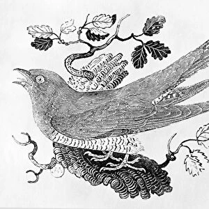 The Cuckoo (Cuculus canorus) from the History of British Birds Volume I, pub