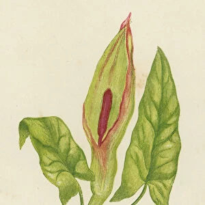 Cuckoo Pint, Arum Maculatum (colour litho)