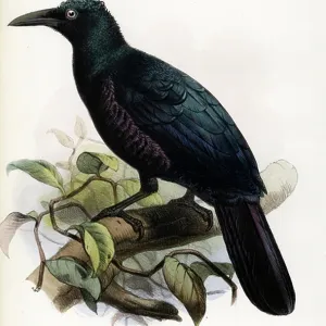 Curl-crested Manucode (print) Curl-crested Manucode (print)