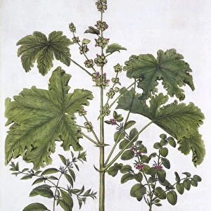 Curled Mallow, False Dittany, Cretan Horehound, from Hortus Eystettensis