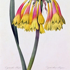 Cyrtanthus Obliquus (coloured engraving)