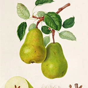 The D Auch Pear, 1817 (w / c on paper)