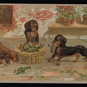 Dachshund dogs playing with lobsters (chromolitho)