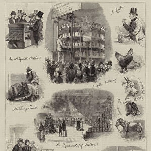 The Dairy Show at the Agricultural Hall (engraving)