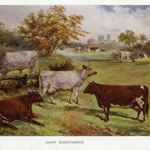 Dairy Shorthorns (colour litho)