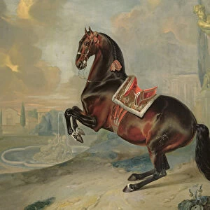 The dark bay horse Valido performing a Levade movement