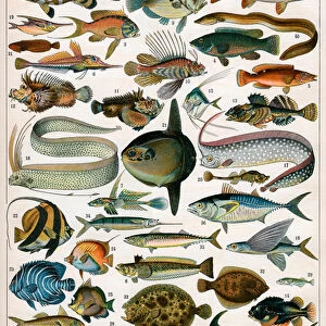 Decorative Print of Poissons by Demoulin, 1897 (colour lithograph)