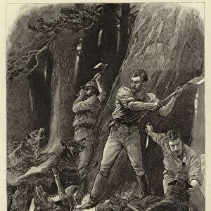 A Desperate Struggle in a Pine-forest of Maine, North America (engraving)