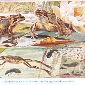 Development of the Frog, illustration from Country Days and Country Ways (colour litho)