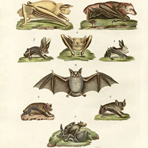 Different kinds of bats (coloured engraving)