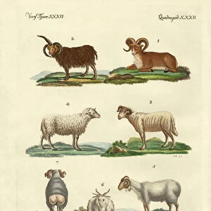 Different kinds of sheep (coloured engraving)