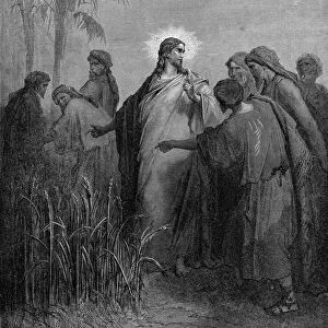 The disciples plucking corn on the Sabbath