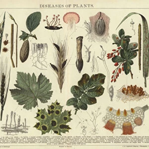 Diseases of plants (colour litho)