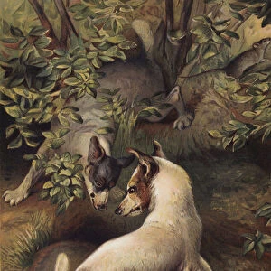 Two dogs trying to reach a pool of water to drink (chromolitho)