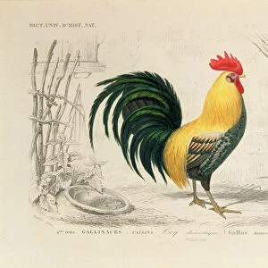 Domestic Cock, illustration from Dictionnaire Universel d Histoire Naturelle