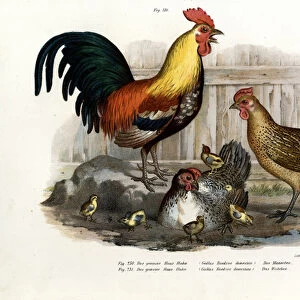 Domestic Fowl, 1864 (colour litho)
