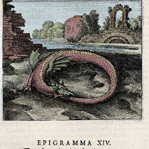 A dragon beating his tail (or Ouroburo (?)). Plate taken from the trek of alchemy "