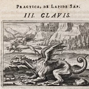 Un dragon, a l arriere plan, un loup voleur de poule, attaque par un coq - Gravure de Theodore de Bry (1528-1598), pour le traite d alchimie "Tripus avreus, hoc est
