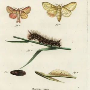 Drinker moth, Euthrix potatoria