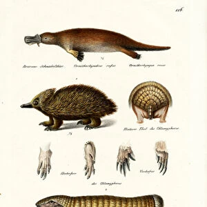 Duckbilled Platypus, 1824 (colour litho)