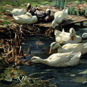 Ducks in a Pool (oil on canvas)