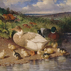 Ducks by a Stream, 1863 (oil on panel)
