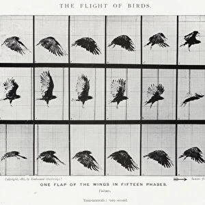 Eadweard Muybridge: The Flight of Birds (b / w photo)