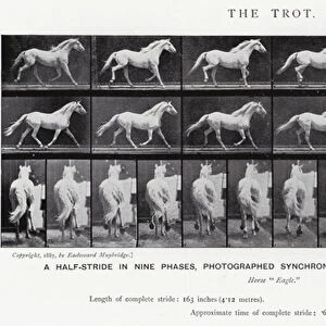 Eadweard Muybridge: The Trot (b / w photo)