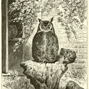 The Eagle Owls in the Zoological Gardens (engraving)