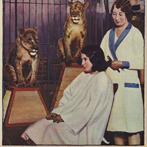 English hairdresser Margaret Seyers calmly doing the hair of a circus lion tamer, watched by her animals, Hove, Sussex (photo)