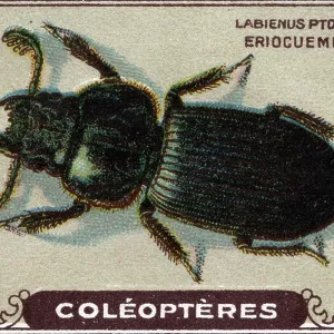 Entomology: representation of a eriocueme plot of the olive tree, series on insects, beg of 20th century (chromo)