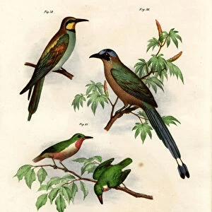 European Bee-eater, 1864 (colour litho)