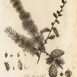 European larch, Larix decidua. 1776 (engraving)