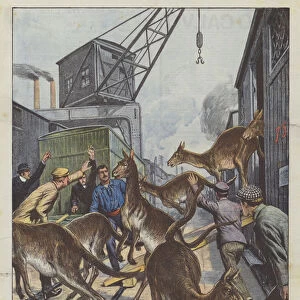 Exciting Escape Of Several Kangaroos From A London Train Station (Colour Litho)