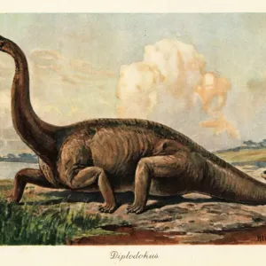 Extinct Diplodocus longus on the plains. 1908 (illustration) Extinct Diplodocus longus on the plains. 1908 (illustration)