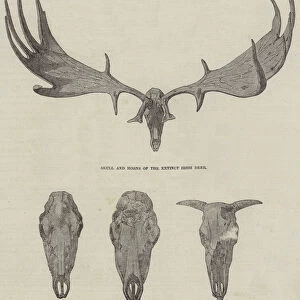 The Extinct Irish Deer (engraving)