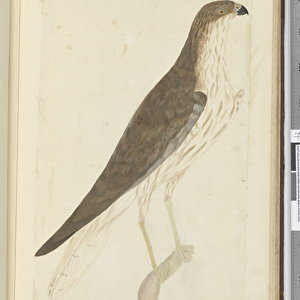 F. 32 Hawk. New Caledonia. (Sept. 1774), 1772-75 (w / c)