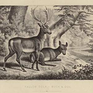 Fallow Deer, Buck and Doe (colour litho)