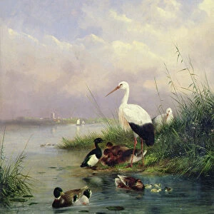 A family of Mallard, two Storks and a family of Tufted Ducks (pair of 77886)