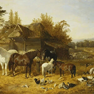 A Farmyard with Horses and Ponies, Berkshire, Saddlebacks, Alderney Shorthorn Cattle