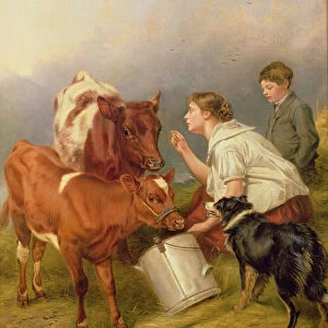 The Favoured Calf